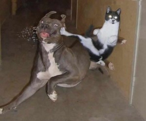 cat-fight-dog