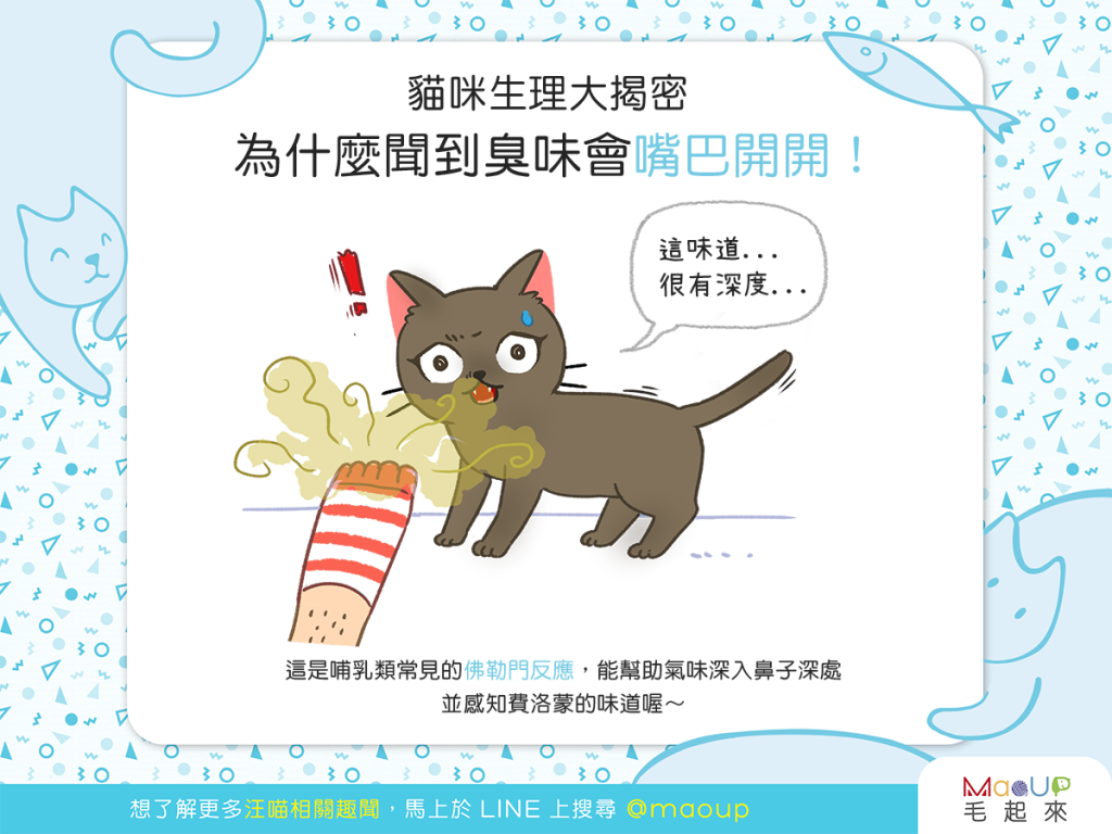 【喵喵行為學】矮額～臭迷摸！貓貓聞到臭味時為什麼會嘴開開？