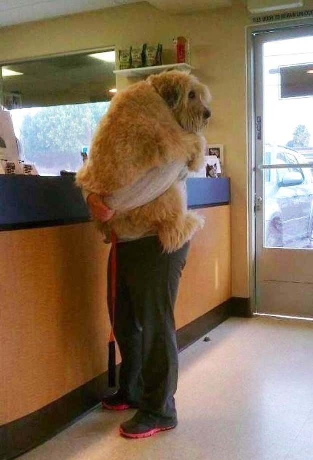A big dog being comforted during a checkup at the vet.