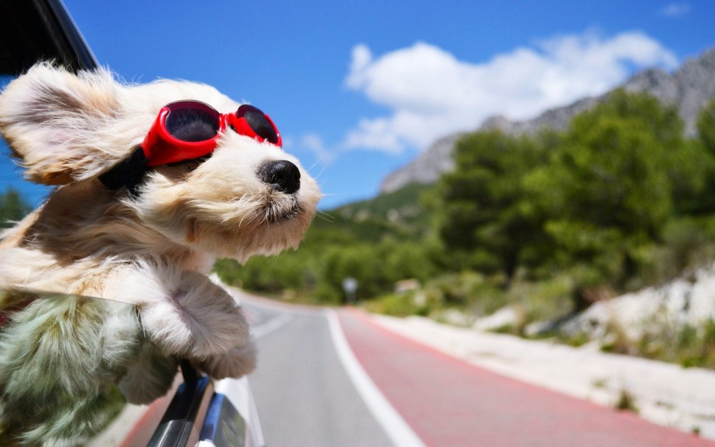 Dog In Car Wearing Cool Sunglasses Images