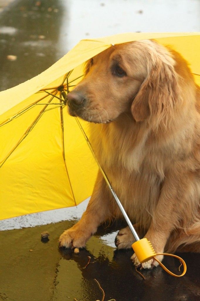 狗狗下雨憂鬱