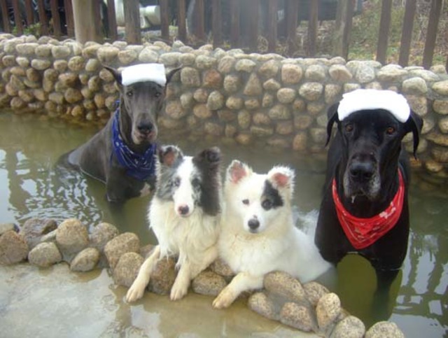 泡溫泉的狗狗們