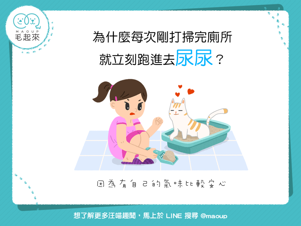 【貓咪行為學】清完貓砂就去尿？有自己的氣味才安心！