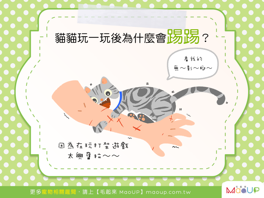 【貓咪行為學】貓咪為何使出無影腳絕招？因為在玩打架遊戲啊！