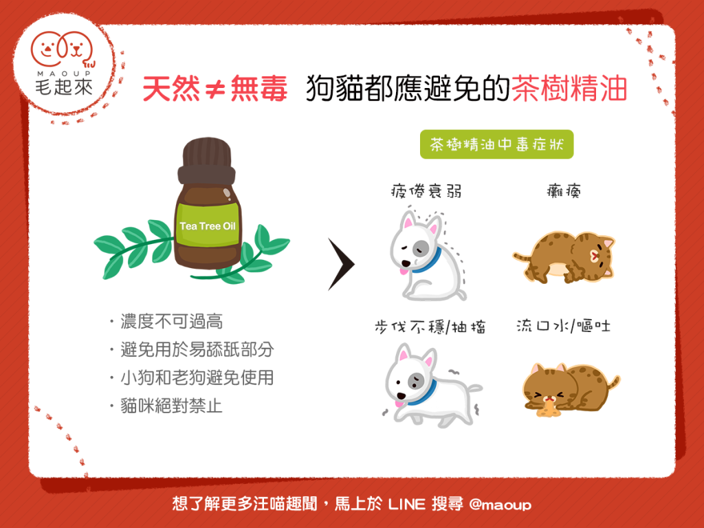 【天然≠無毒】茶樹精油應避免使用在狗狗貓貓身上！