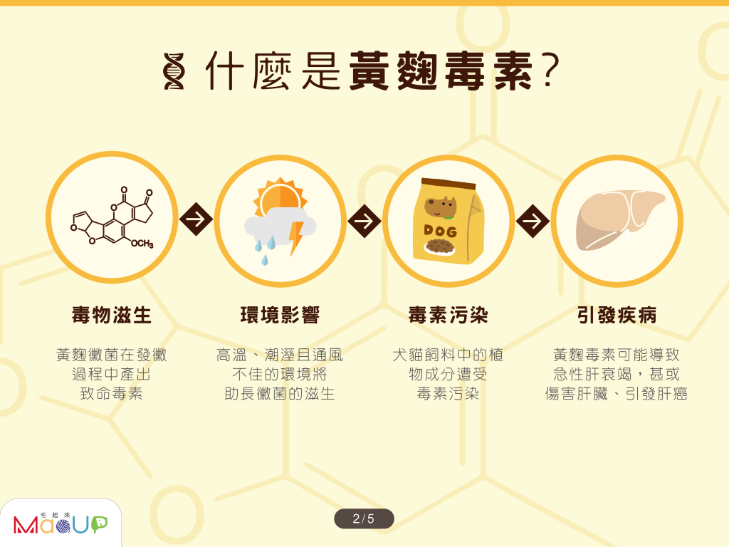 什麼是黃麴毒素？ 毒物孳生→環境影響→毒素汙染→引發疾病