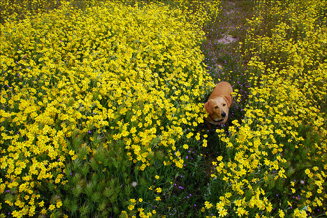 狗狗與花