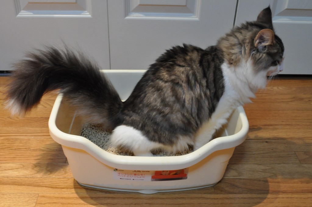 Japanese_litter_box_in_use