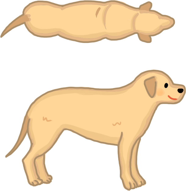 狗狗體型標準