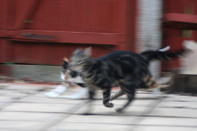 Running cats