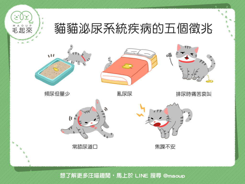【喵喵康健】貓貓亂尿尿？當心！貓貓可能正為泌尿疾病所苦！