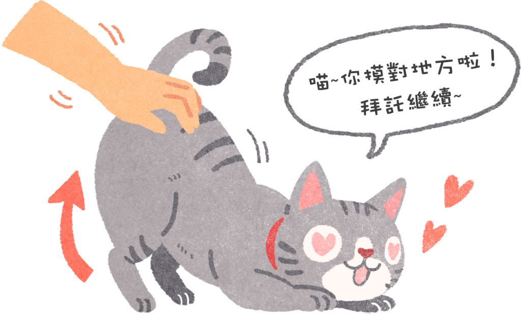 【喵喵行為學】摸貓貓的背為什麼會翹屁股？難不成是發情嗎？！