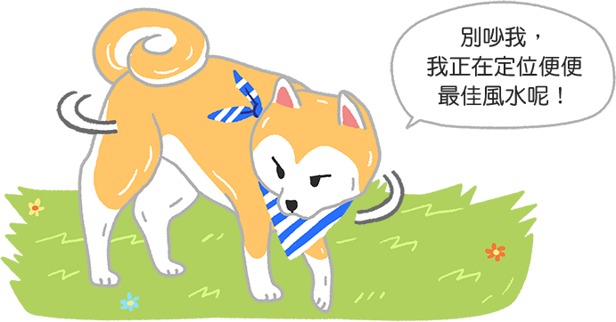 【汪汪行為學】怪拐~為什麼狗狗便便前總愛轉圈圈咧?