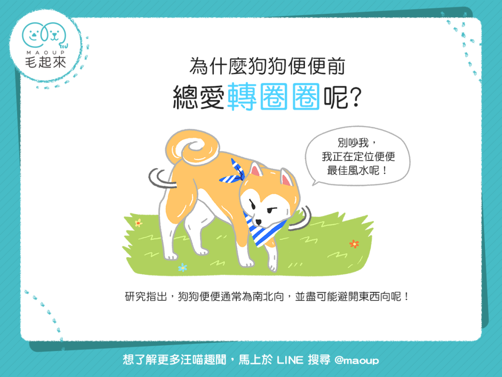 【汪汪行為學】怪拐~為什麼狗狗便便前總愛轉圈圈咧?
