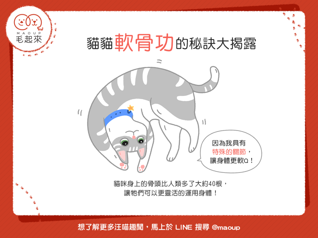 【喵喵小學堂】為什麼貓貓都會軟骨功咧？秘訣就在……