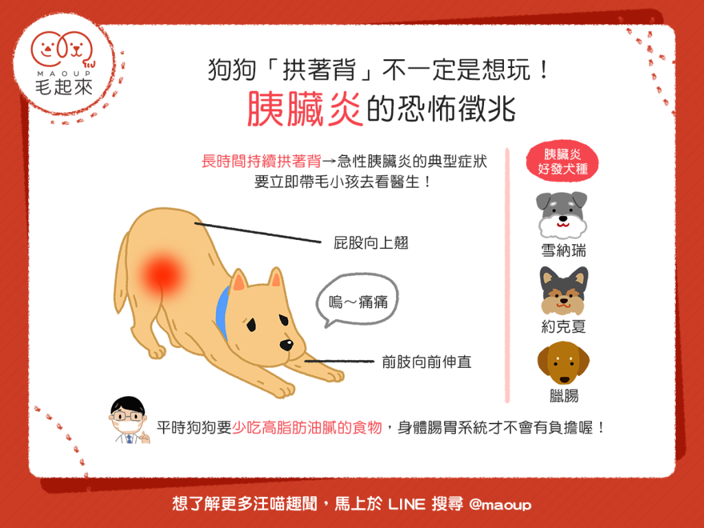 【汪汪康健】狗狗「拱著背」不一定是想玩！胰臟炎的恐怖徵兆！