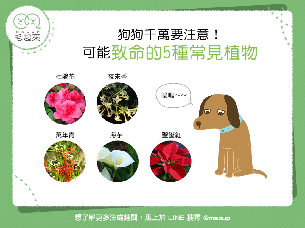 【危險植物別靠近】狗狗別靠近！可能致命的5種危險植物