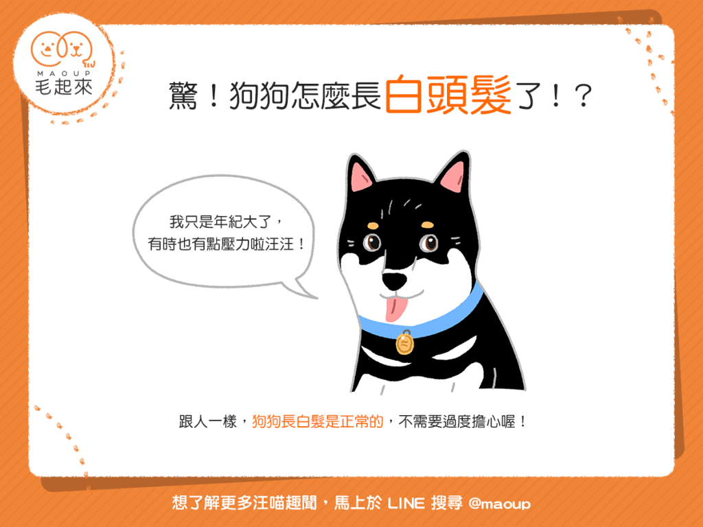 【汪汪知識加】驚！狗狗怎麼長白頭髮了？！難道生病了嗎？
