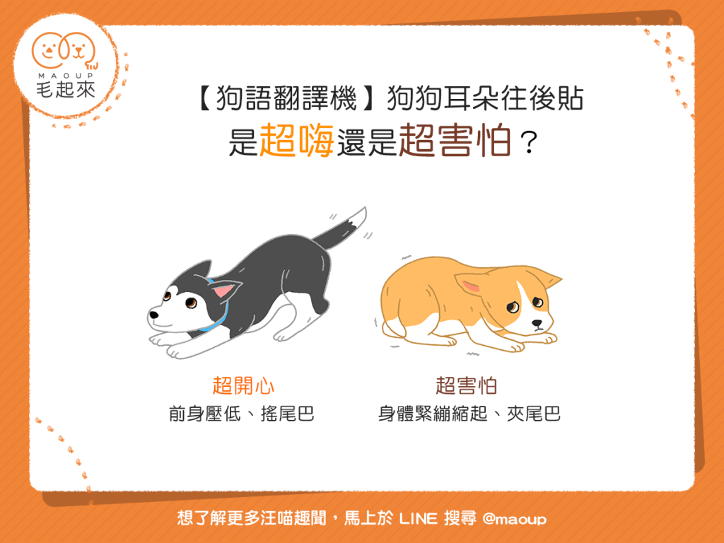 【狗語翻譯機】咦？狗狗耳朵往後貼，是超嗨還是超害怕？
