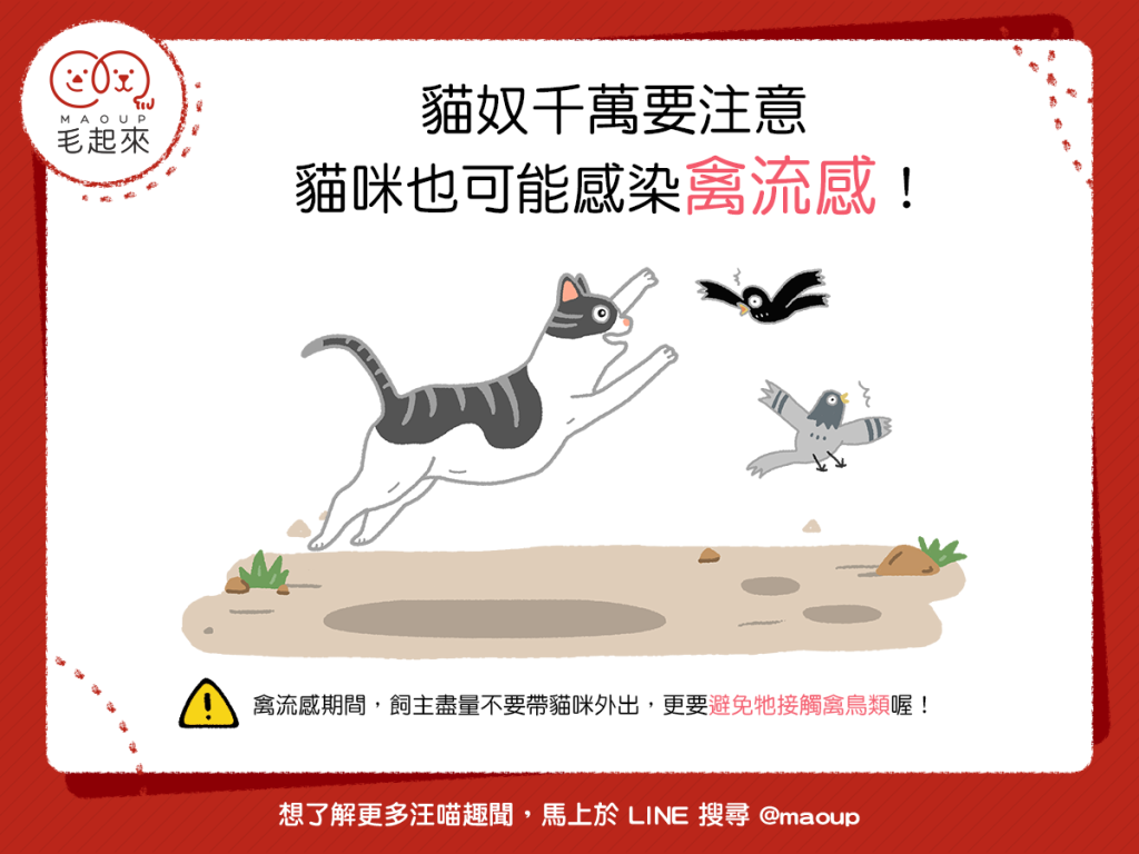 【貓奴千萬要注意】蝦咪!?貓貓竟然也會得禽流感?