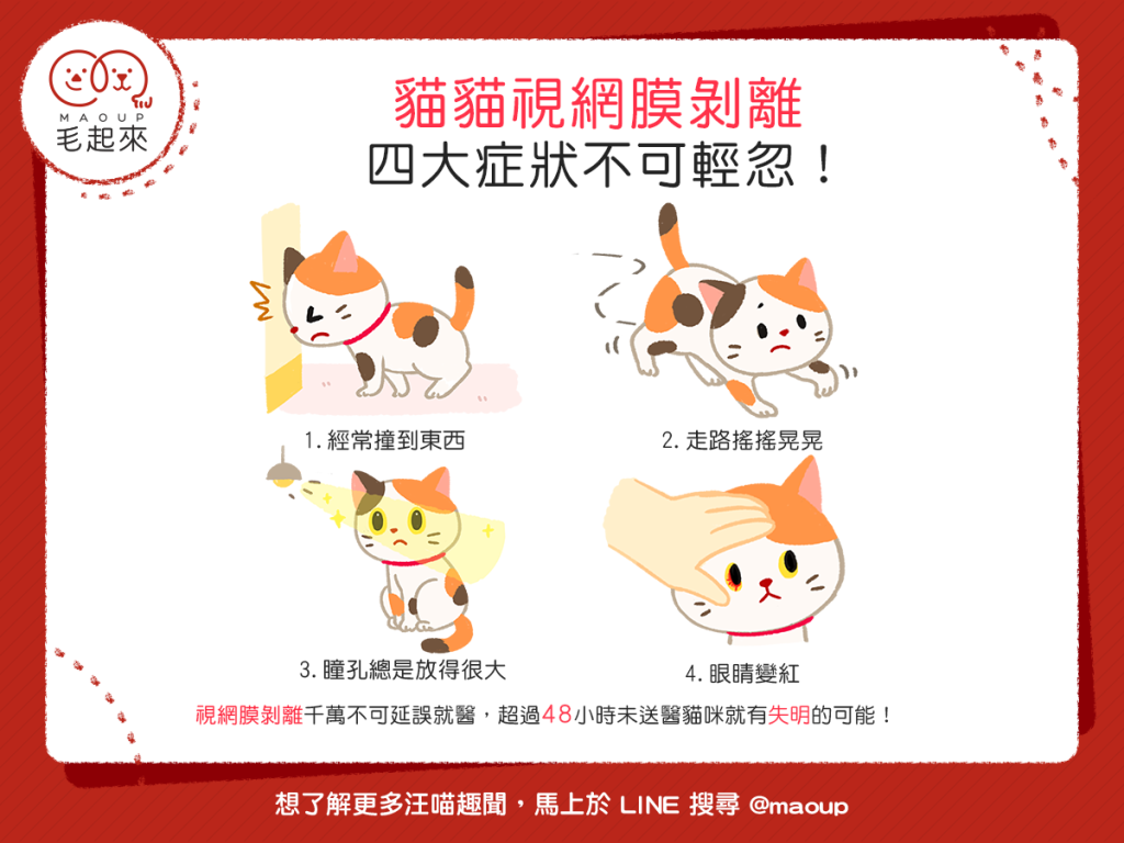 【喵喵康健】貓貓老是撞東撞西嗎？當心！可能是視網膜剝離！