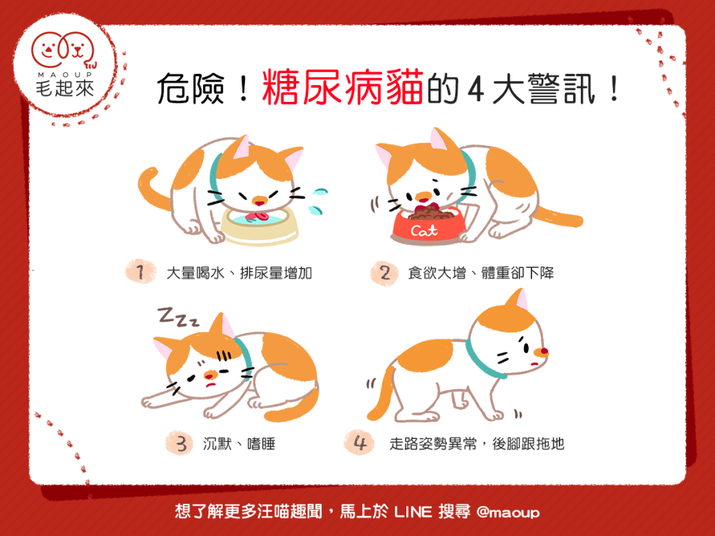 【喵喵康健】危險！糖尿病貓的4大警訊！