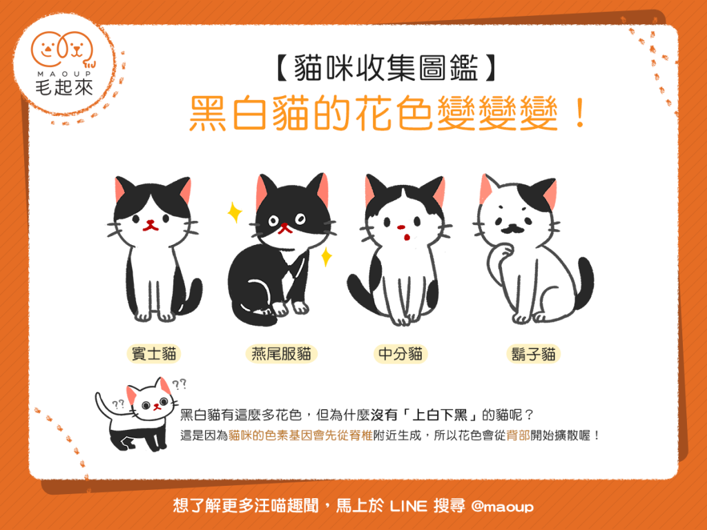 【貓咪收集圖鑑】黑白貓的花色變變變！