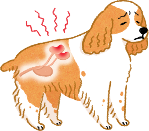 【汪喵疾病飲食】狗狗貓咪有腎臟病，我該怎麼辦？