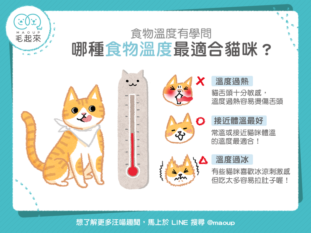 【汪喵餵養知識】過熱過冷都NG！哪種食物溫度最適合貓咪？