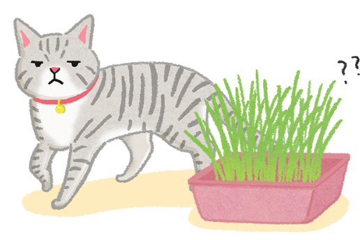 【汪喵餵養知識】為什麼我家的貓不愛貓草？