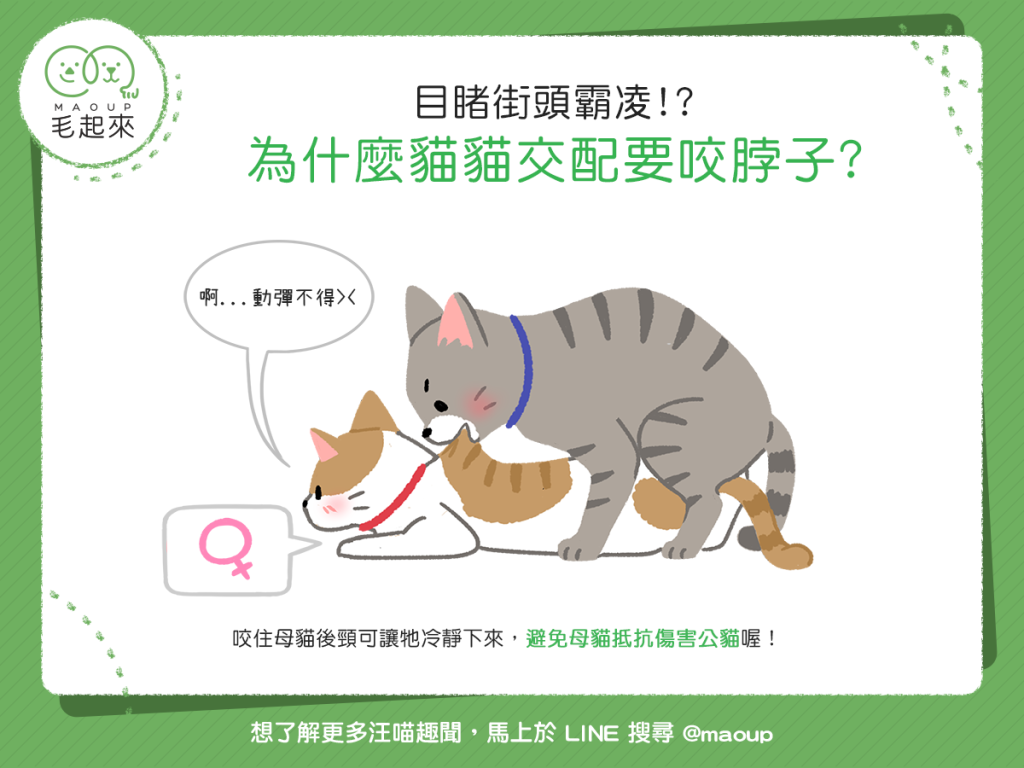 【喵喵小學堂】特殊情趣？！為什麼貓貓交配要咬脖子？