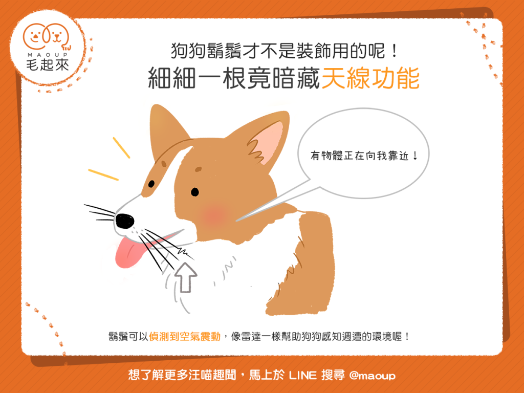 【汪汪小學堂】狗狗鬍鬚不是裝飾用的?竟暗藏天線功能!