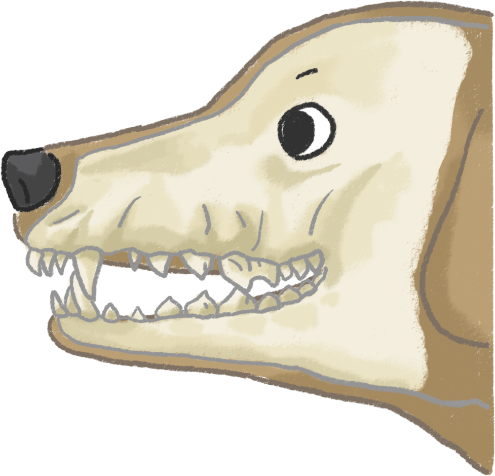 狗狗嘴裡的學問-牙齒門齒犬齒臼齒長短功能大不同！