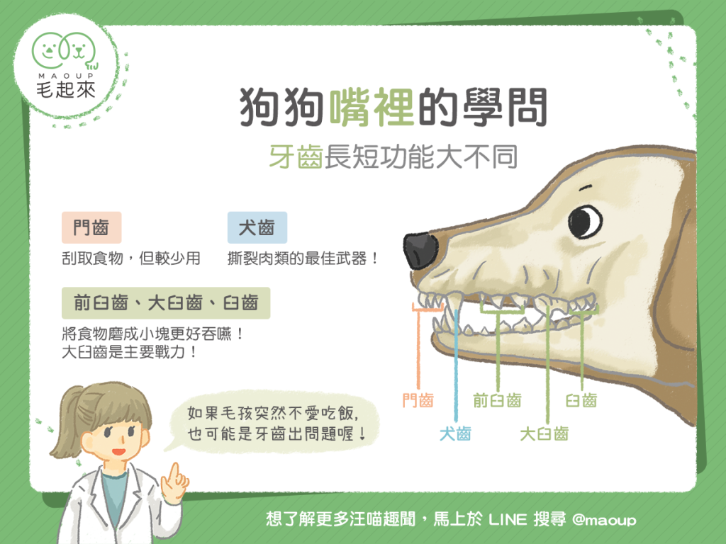 【汪汪小學堂】狗狗嘴裡的學問-牙齒長短功能大不同！