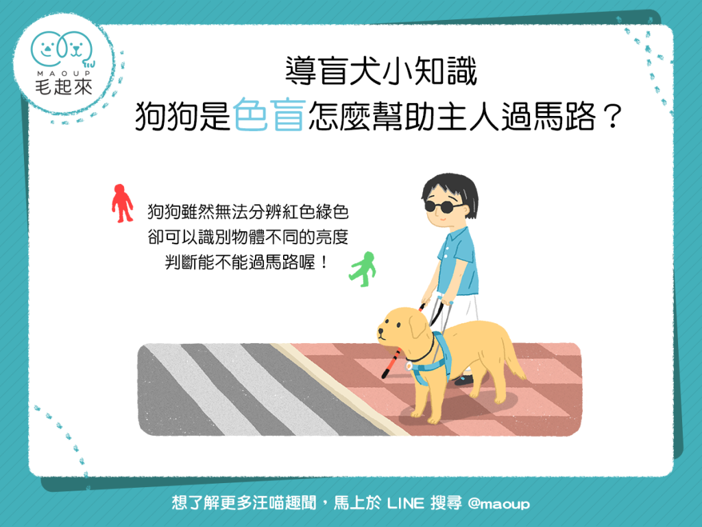 【導盲犬小知識】咦？狗狗是色盲，那怎麼幫助主人過馬路呢？