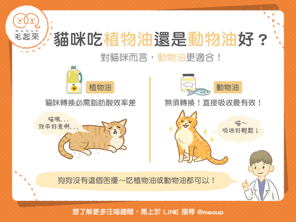 【汪喵餵養知識】為什麼動物油比植物油更適合貓咪呢？