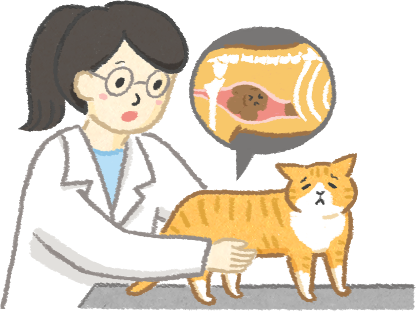貓貓正在被獸醫檢查便秘問題