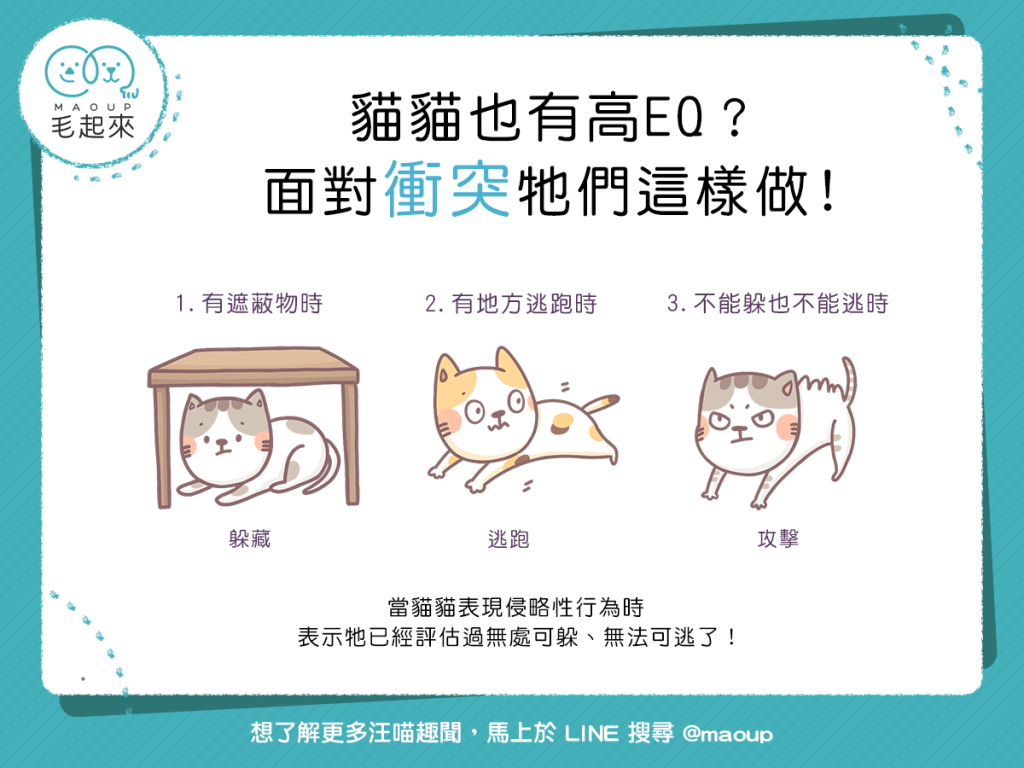 【喵喵行為學】貓貓也有高EQ ?面對衝突牠們這樣做!
