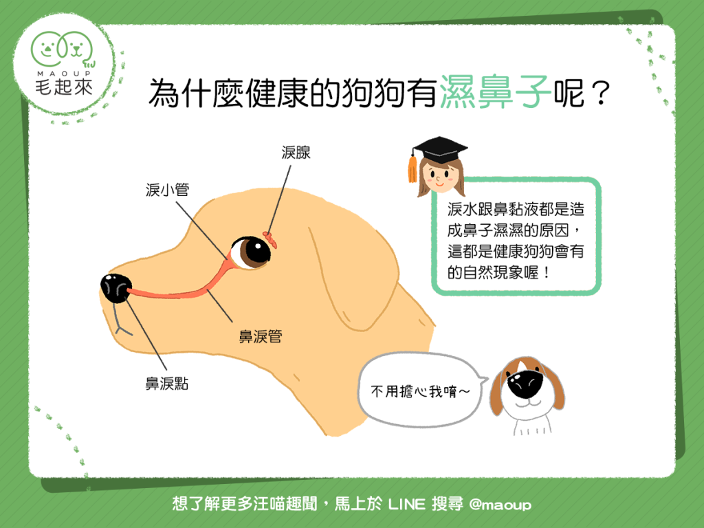 為什麼健康的狗狗有濕鼻子呢？
