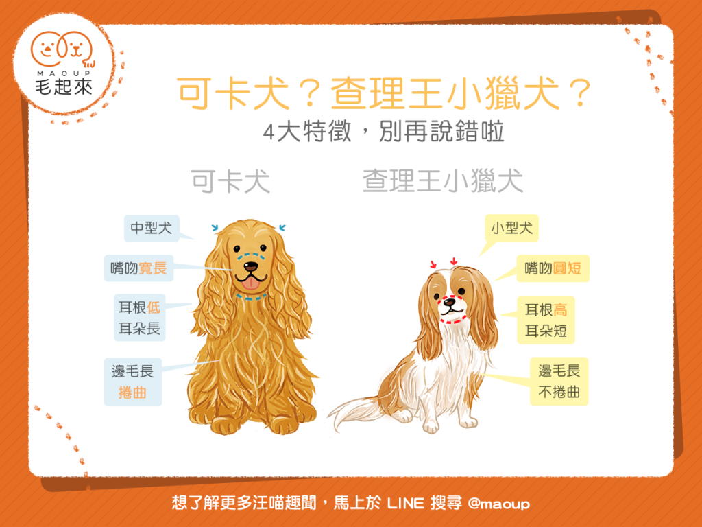 【汪汪小百科】可卡犬?查理王小獵犬?四大特徵教你怎麼分辨!