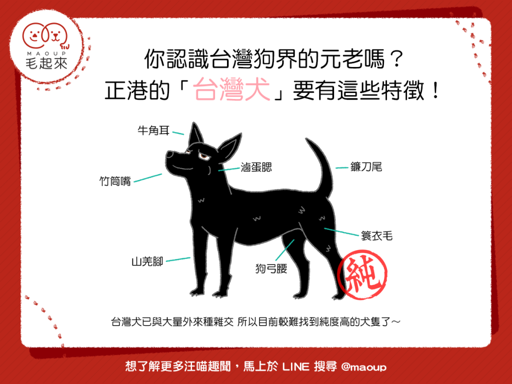 你認識台灣狗界的元老嗎?正港的「台灣犬」要有這些特徵!